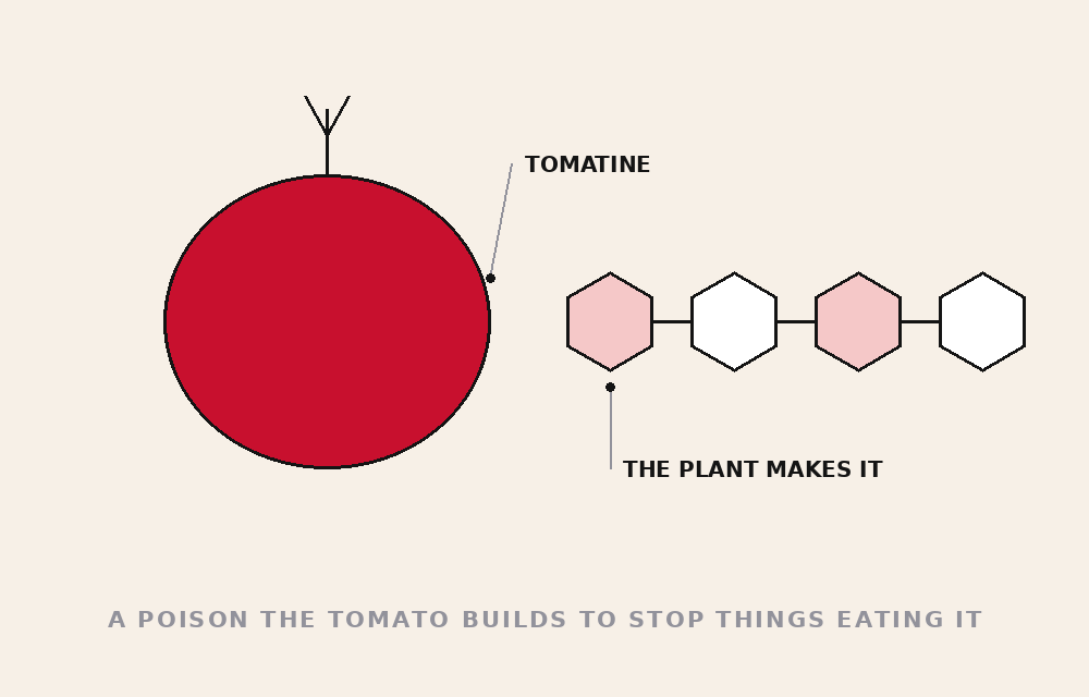TOMATOES ARE POISONOUS — tomato danger file