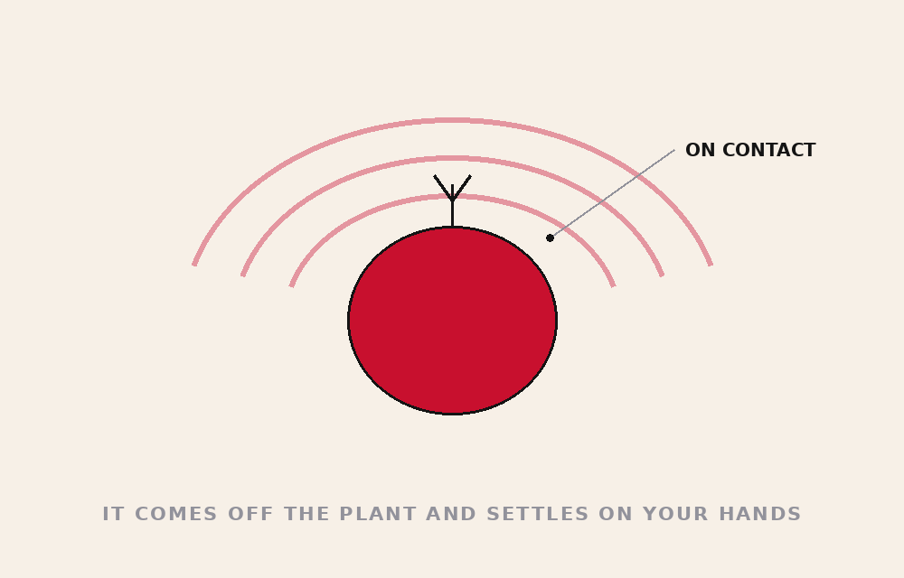 IT GIVES OFF A SMELL — tomato danger file